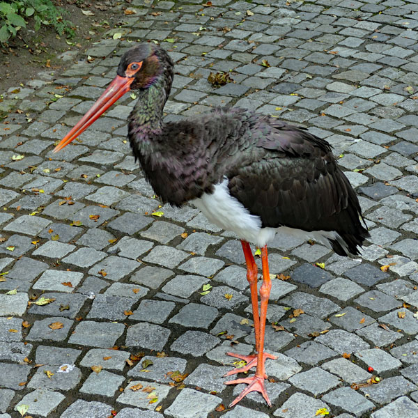 Schwarzstorch