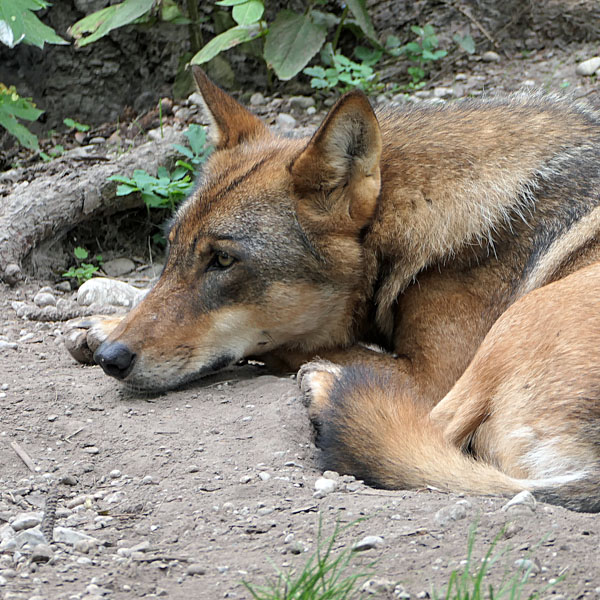 Wolf