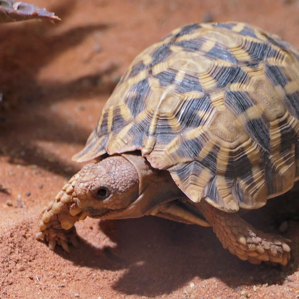 Schildkröte