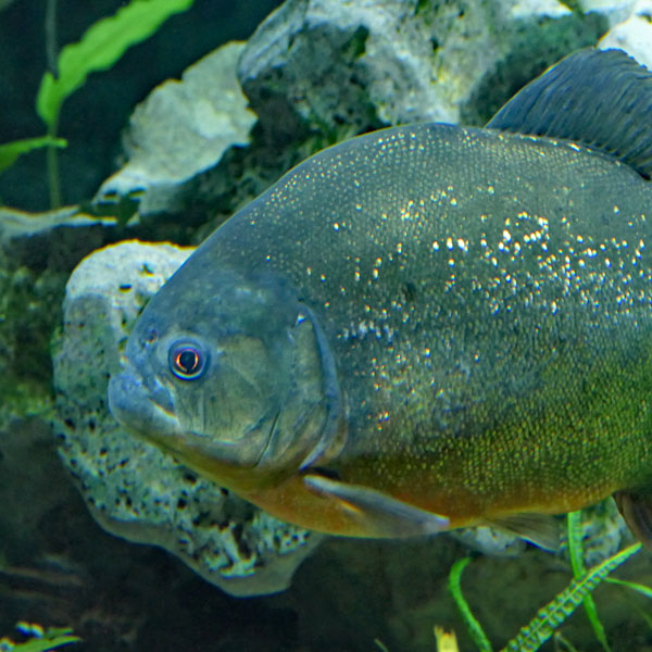 Fisch