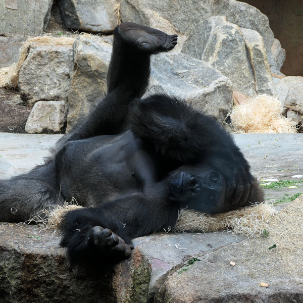 Gorilla