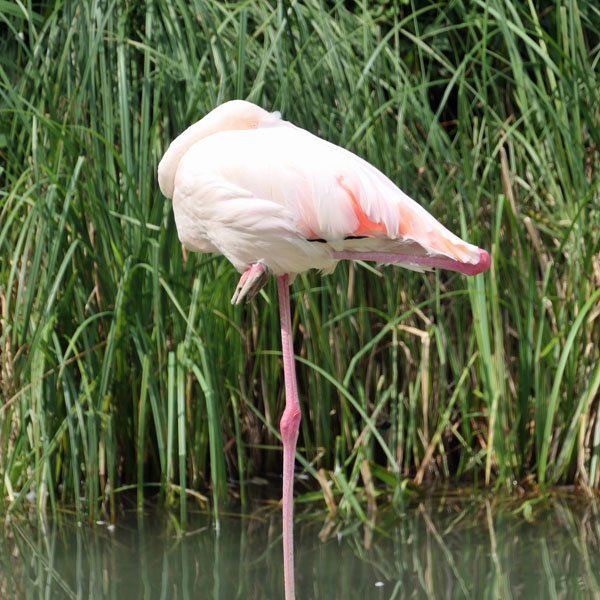 Flamingo