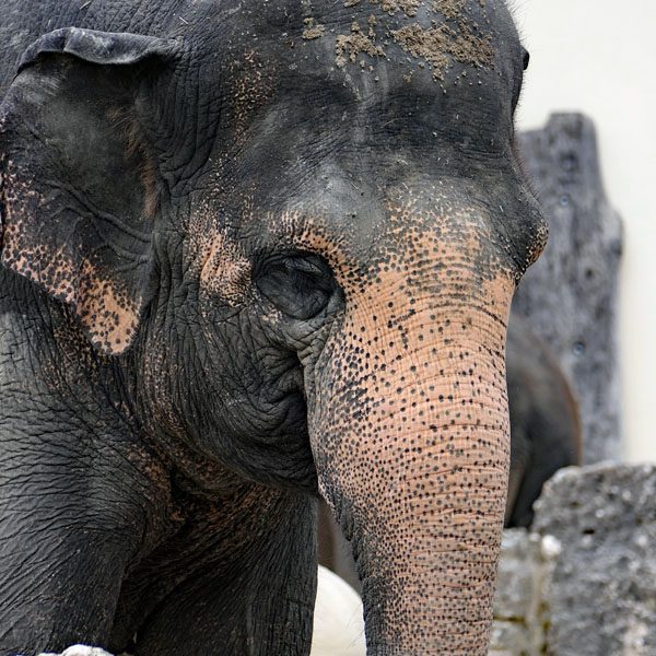 Elefant