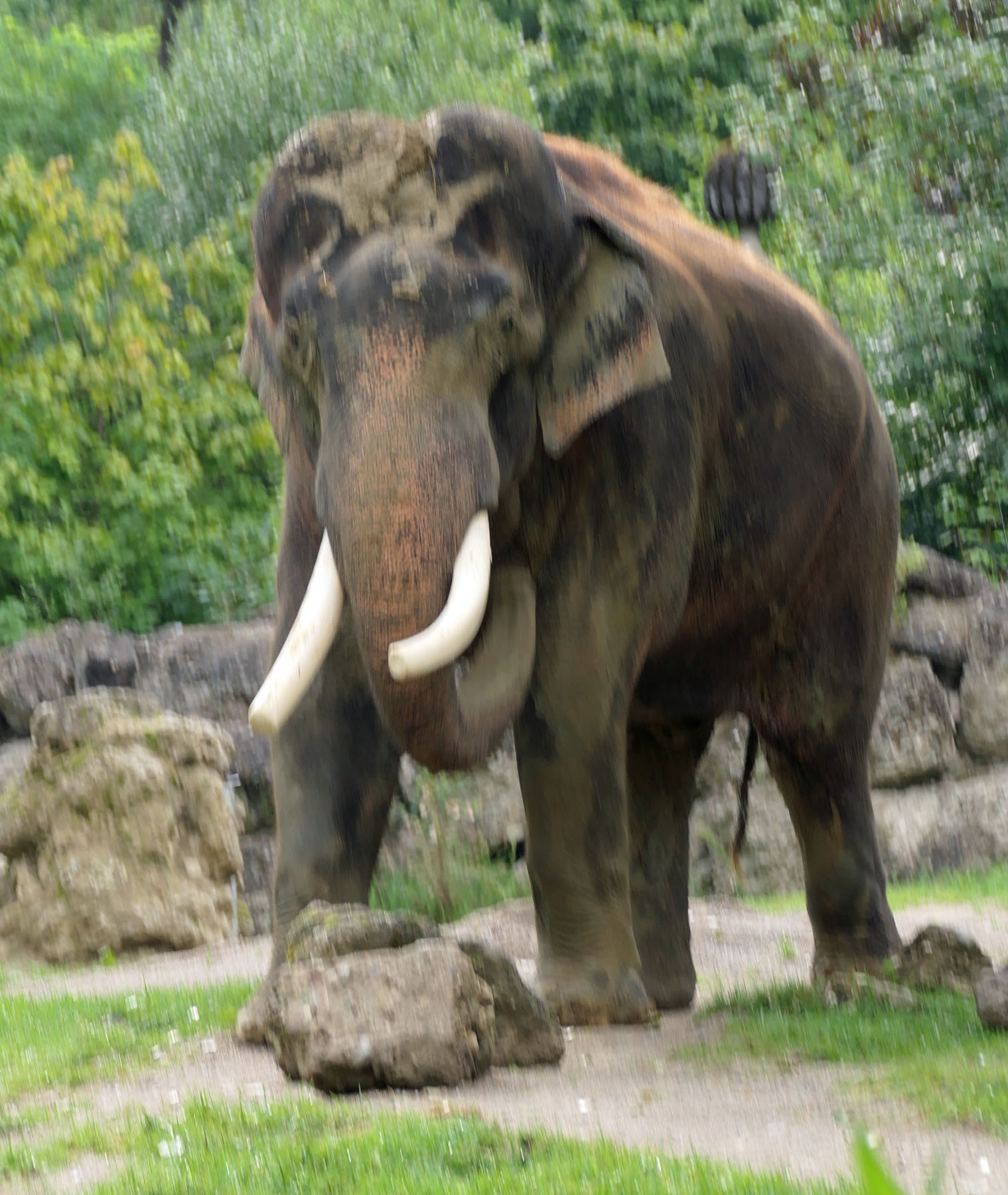 Elefant