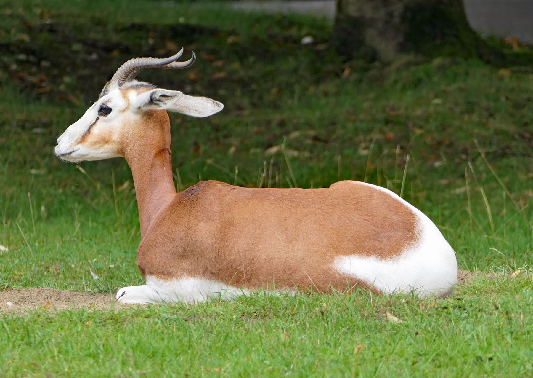 Antilope???