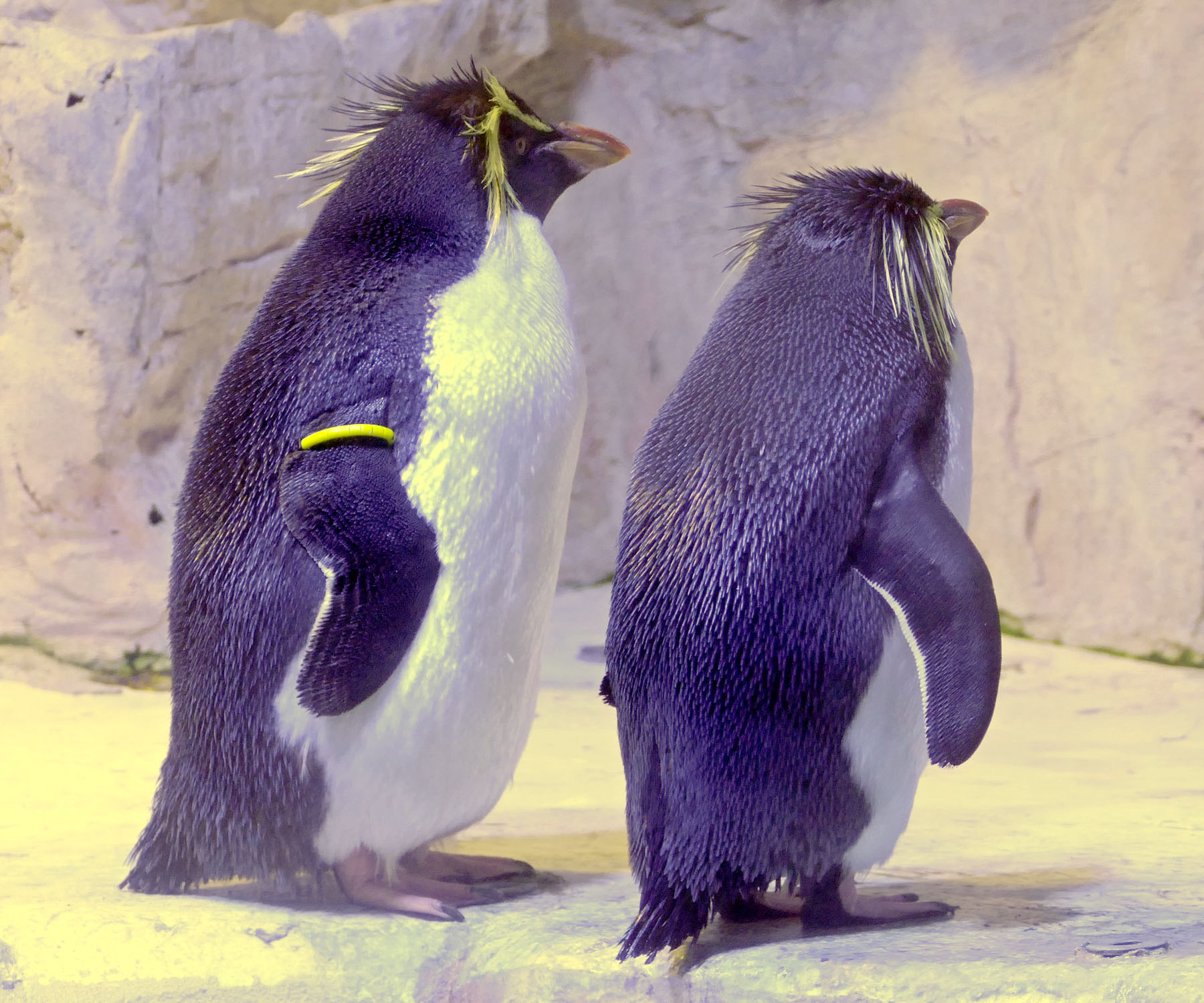 2 Pinguine