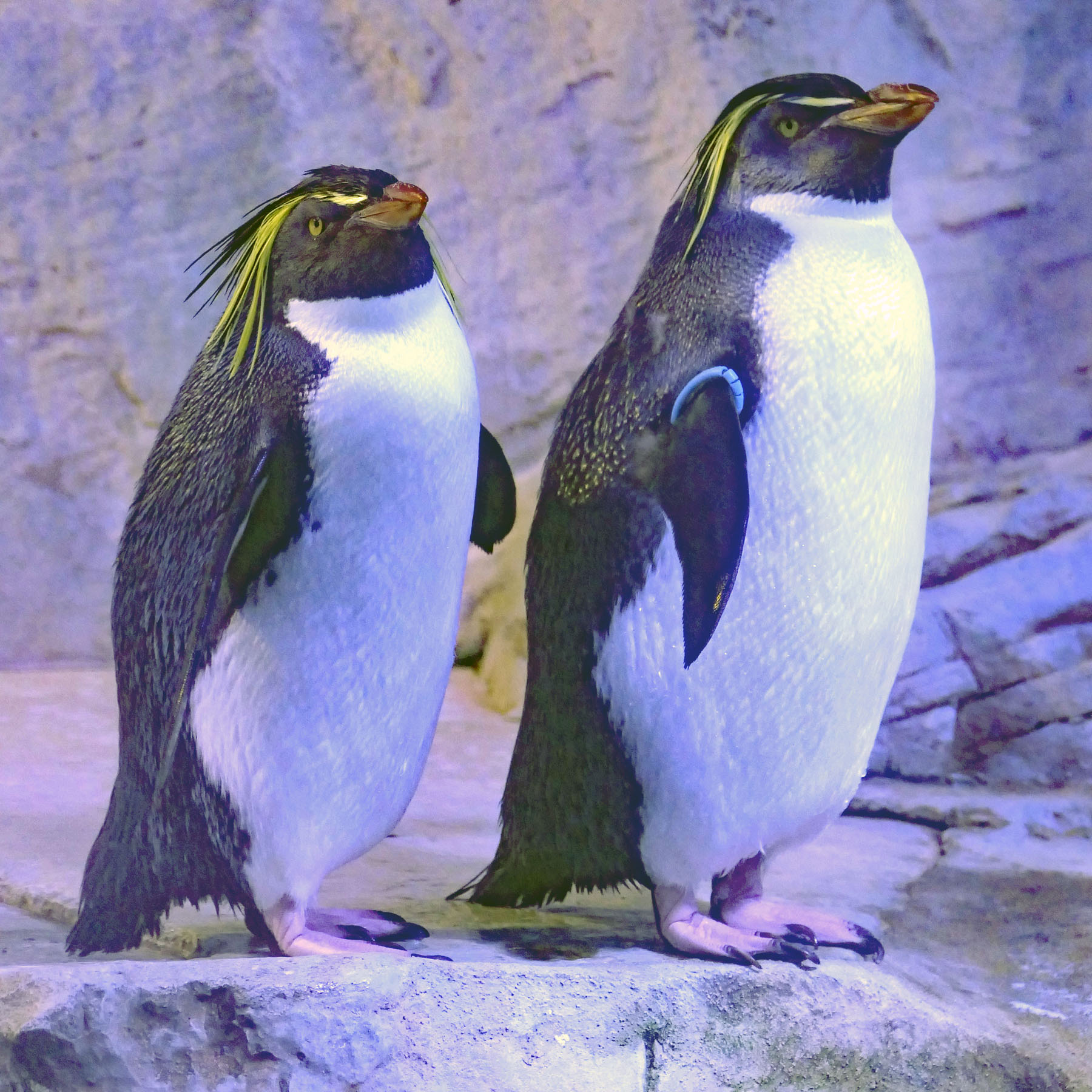 2 Pinguine