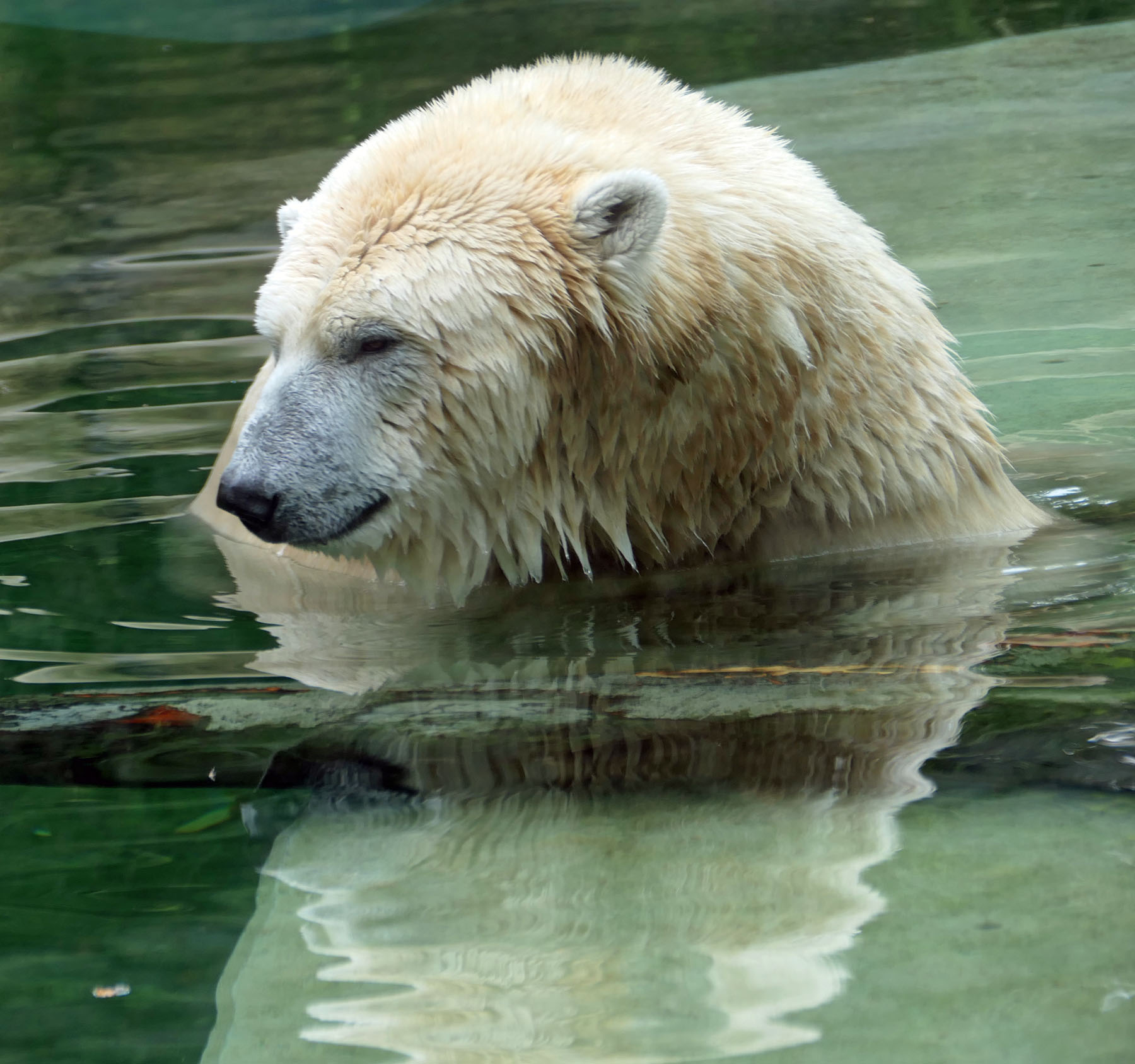 Eisbär