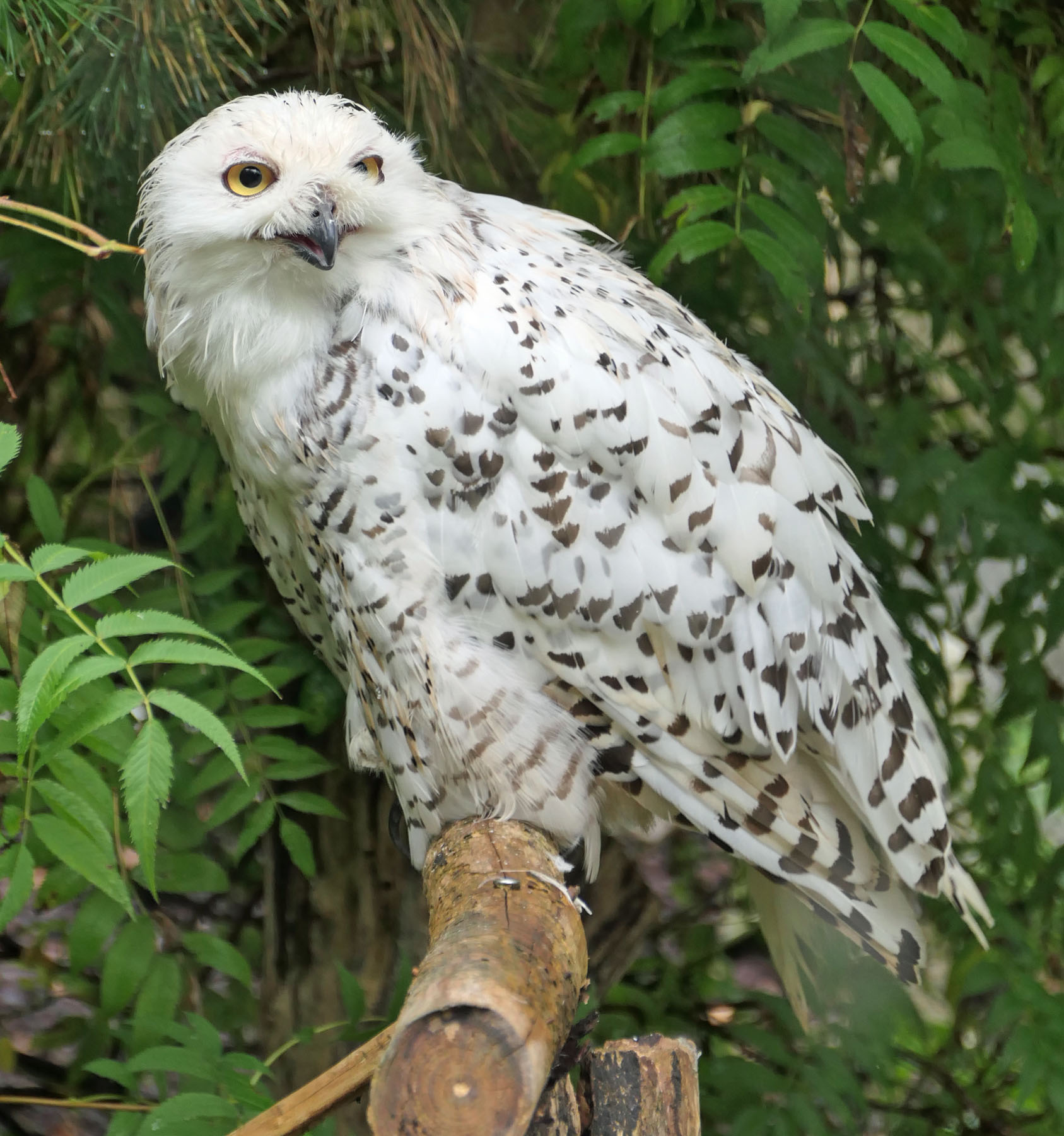 Weiße Eule