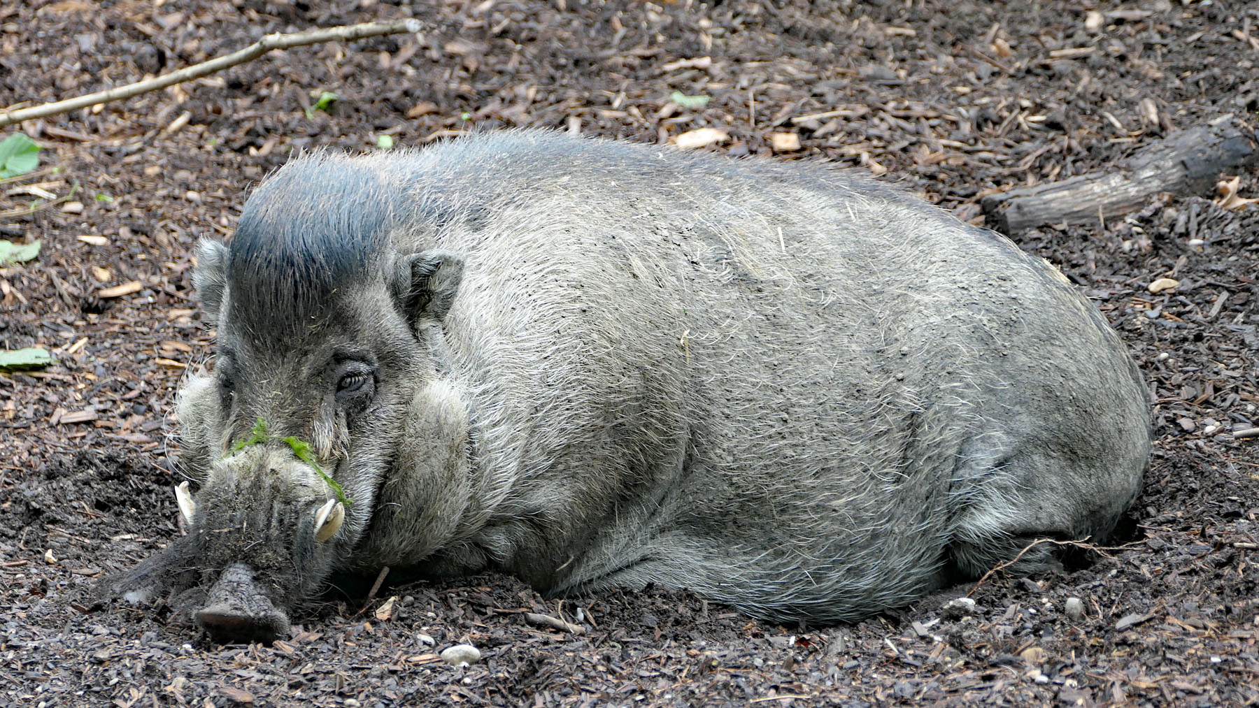 Wildschwein