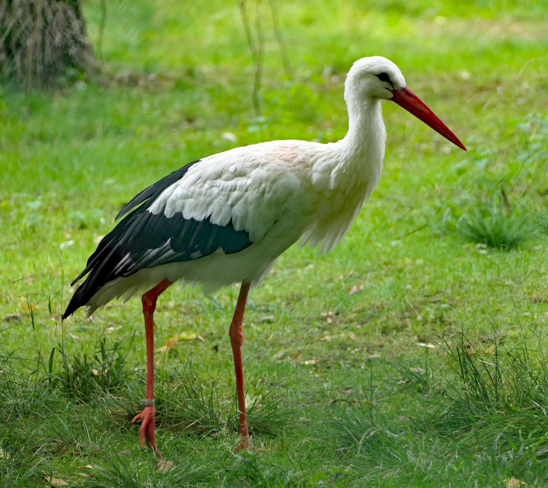 Storch