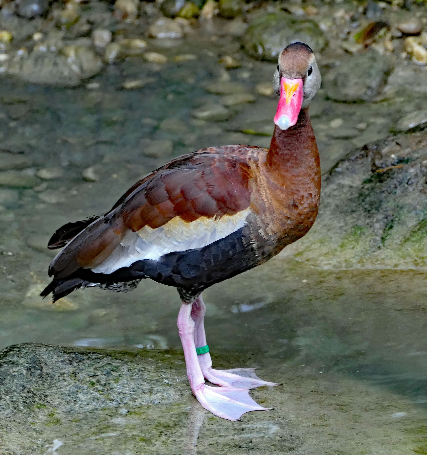 Ente