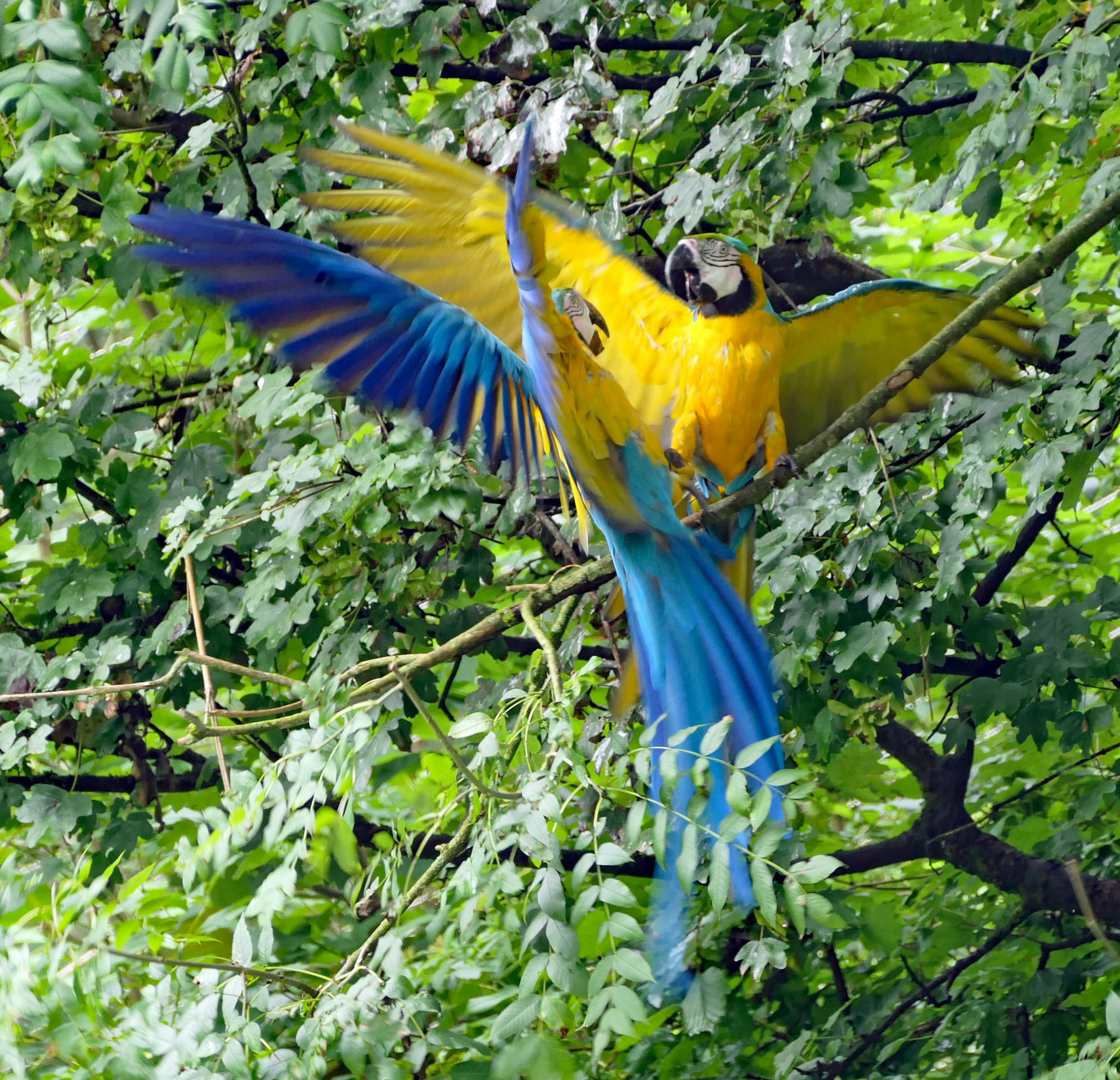 Papageien / Aras