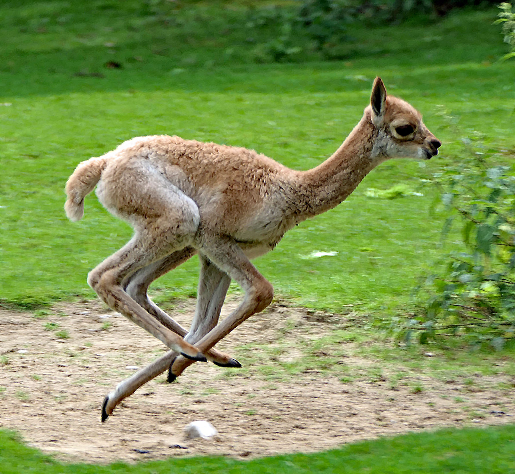 Laufendes Jung-Alpaka