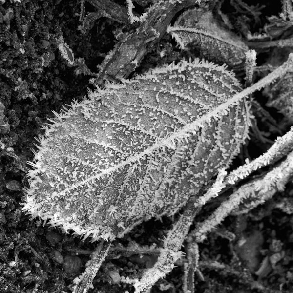 Blatt mit Reif bedeckt