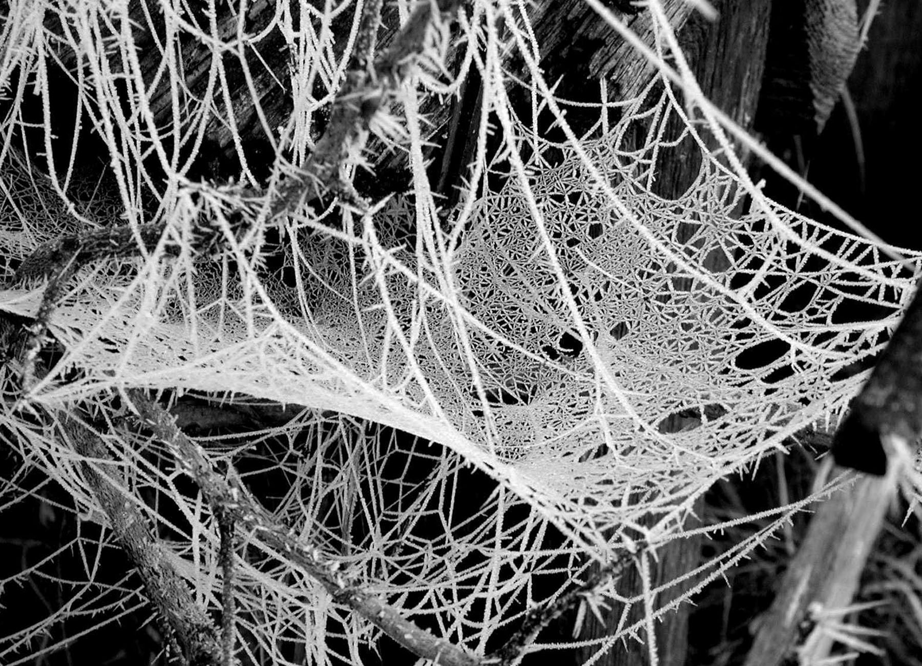 Spinnennetz mit Reif bedeckt