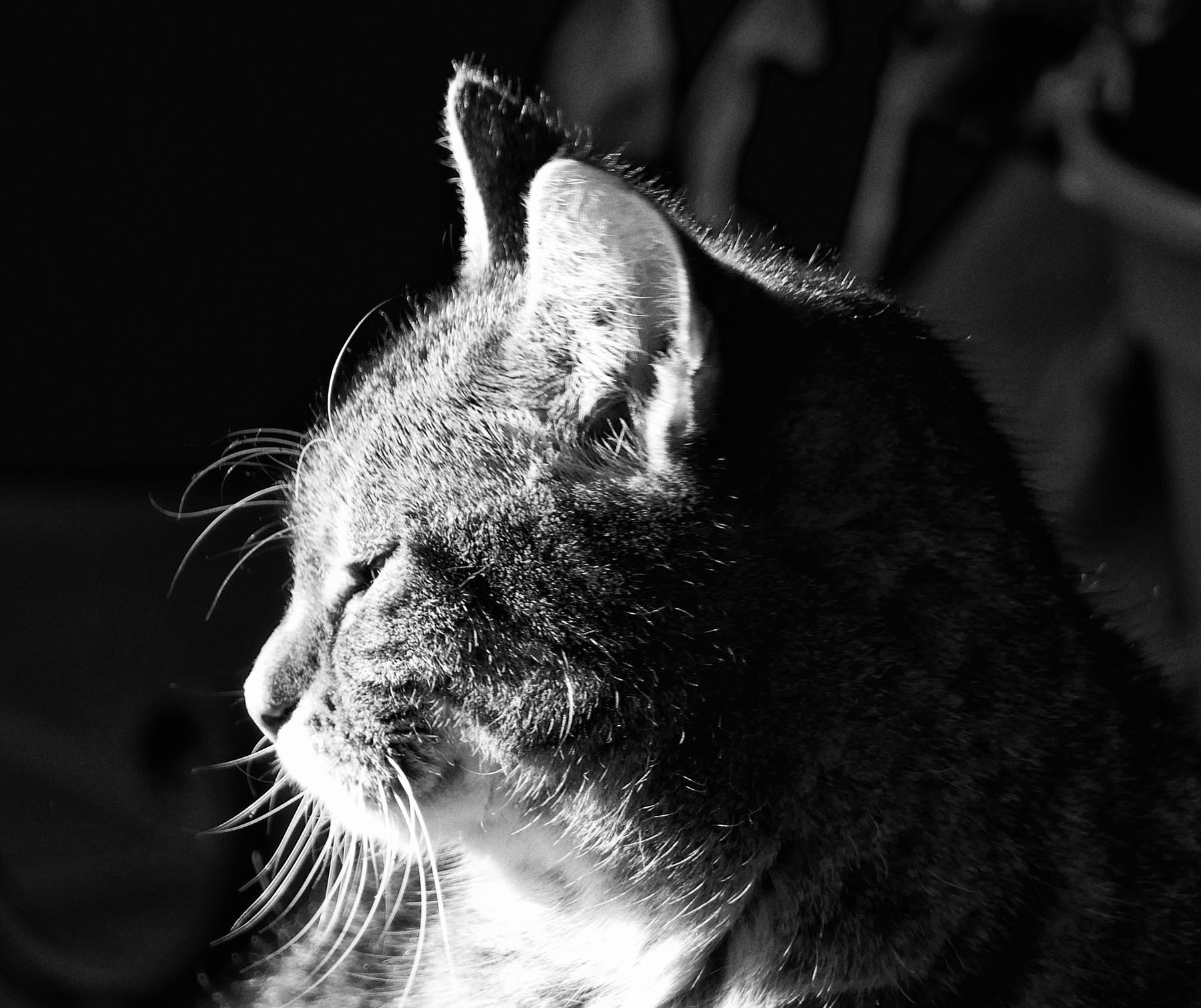 Katze im Seitenlicht