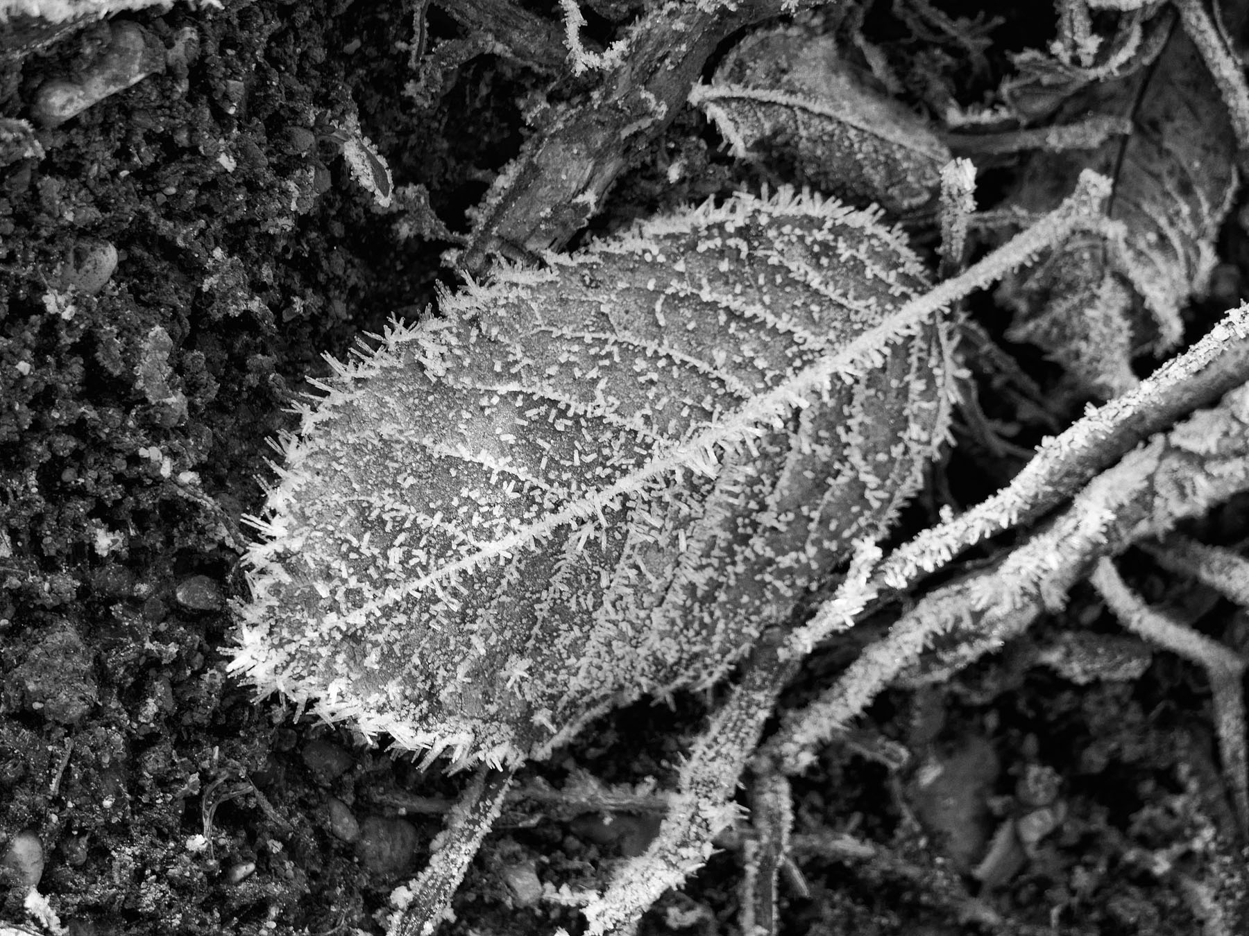 Blatt mit Reif bedeckt