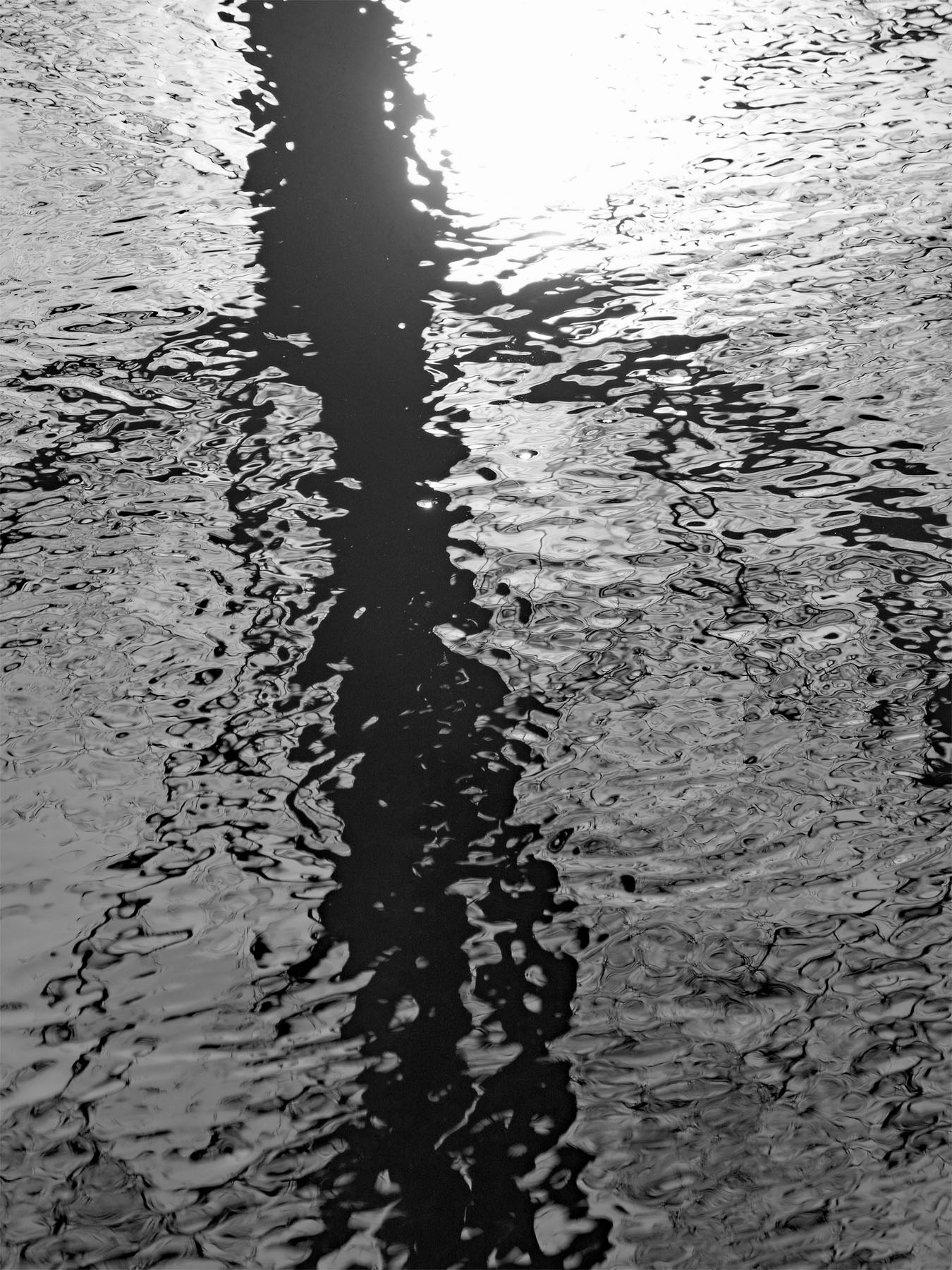 Baumspiegelung in der Isar