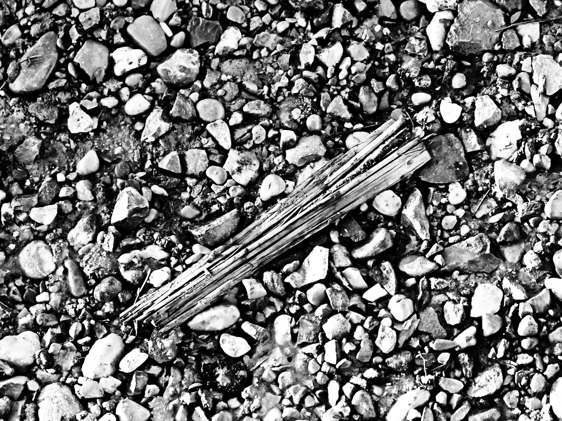 Holz im ausgetrockneten Flussbett