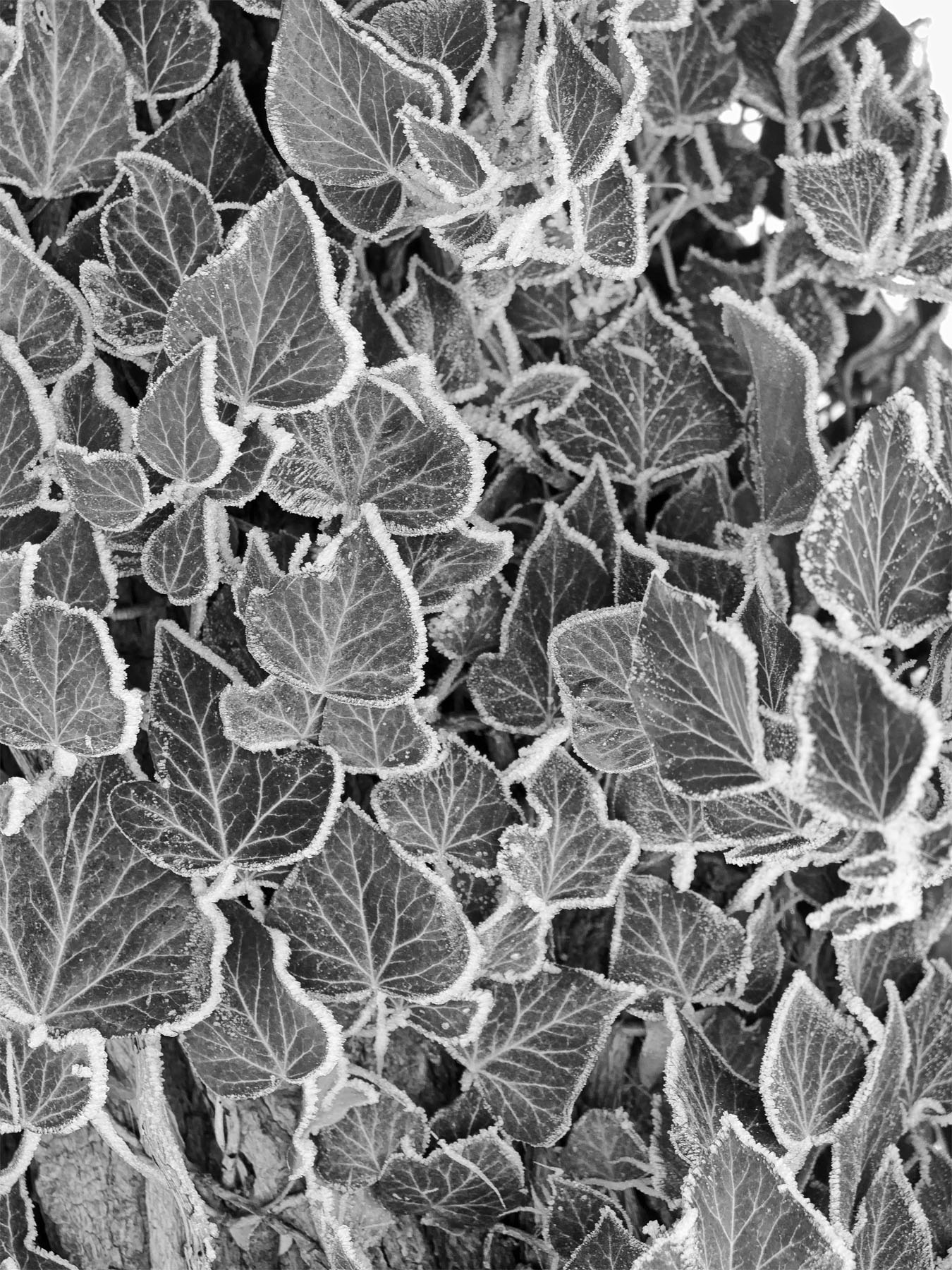 Efeublätter mit Reif