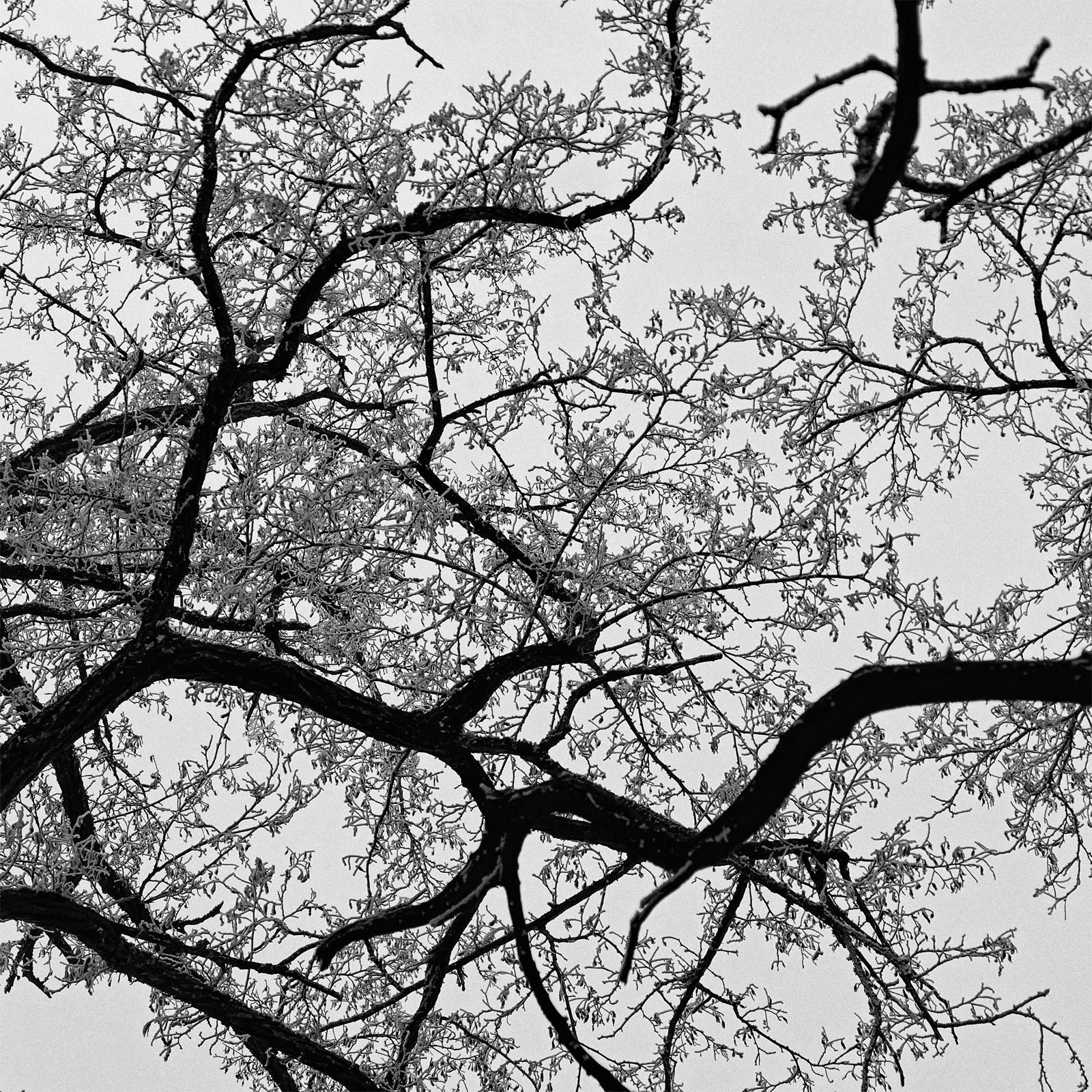 Blick in die Baumkrone