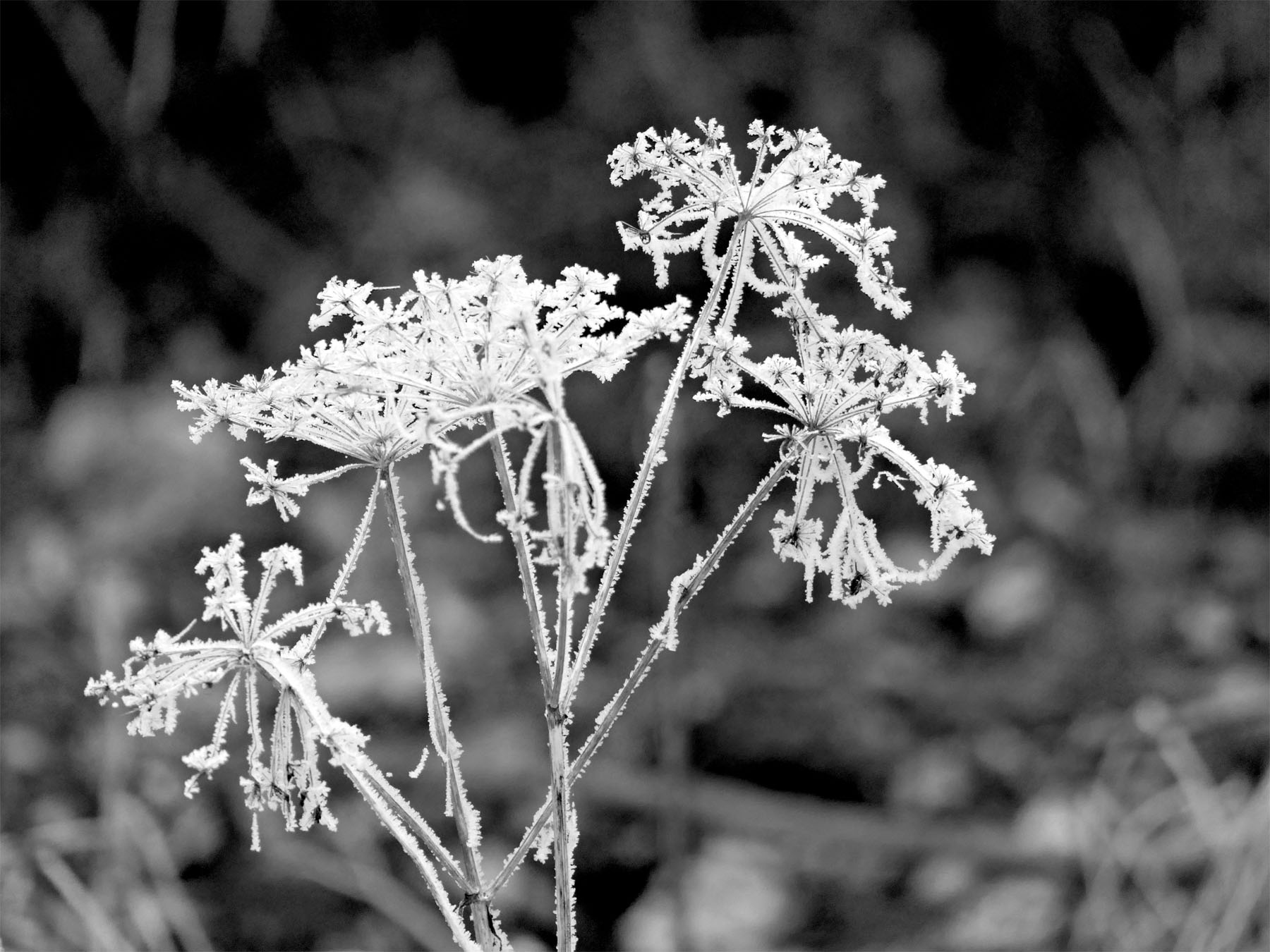 Blumenrispen mit Reif