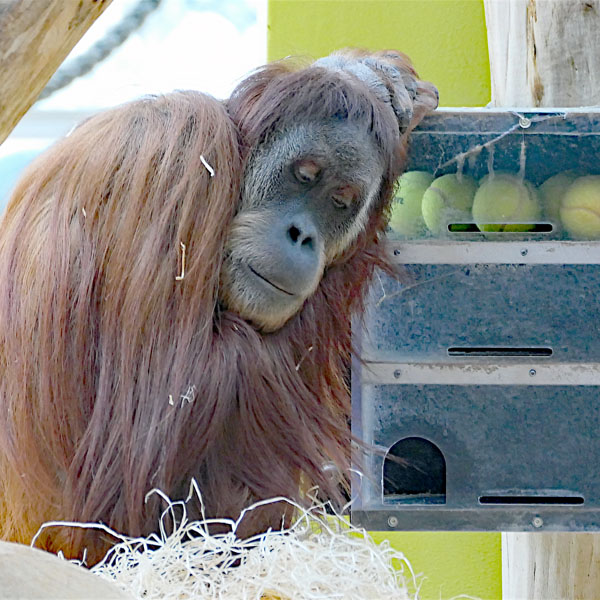 Orang-Utan