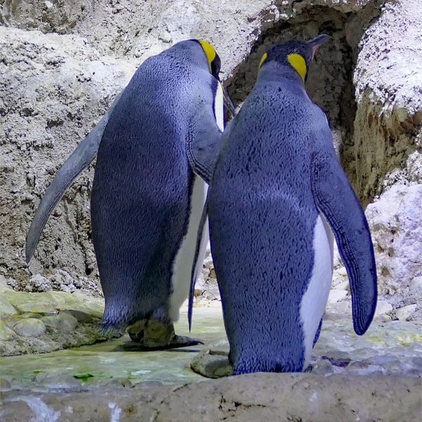 Pinguine