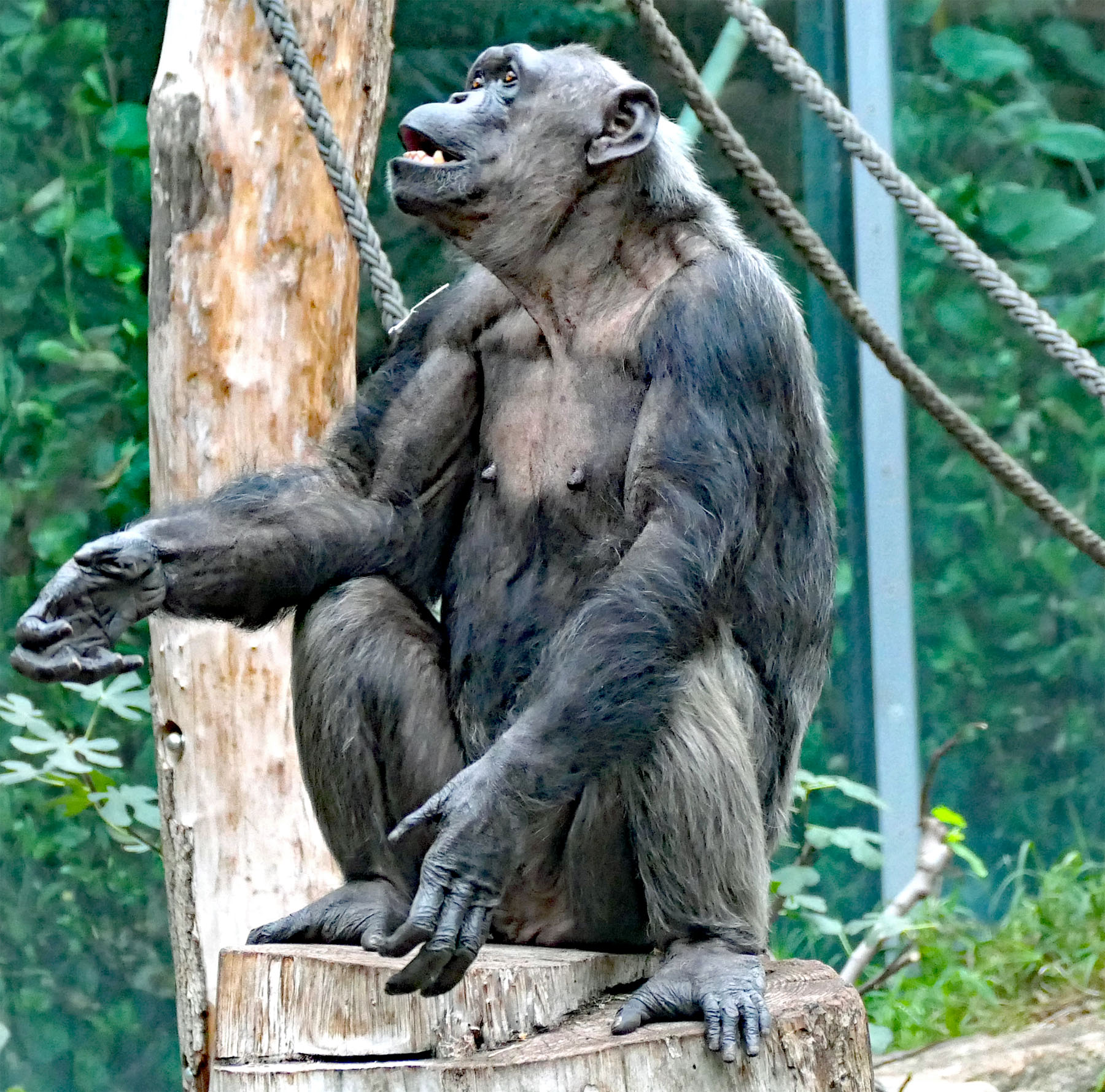 Schimpanse wartet auf Futter