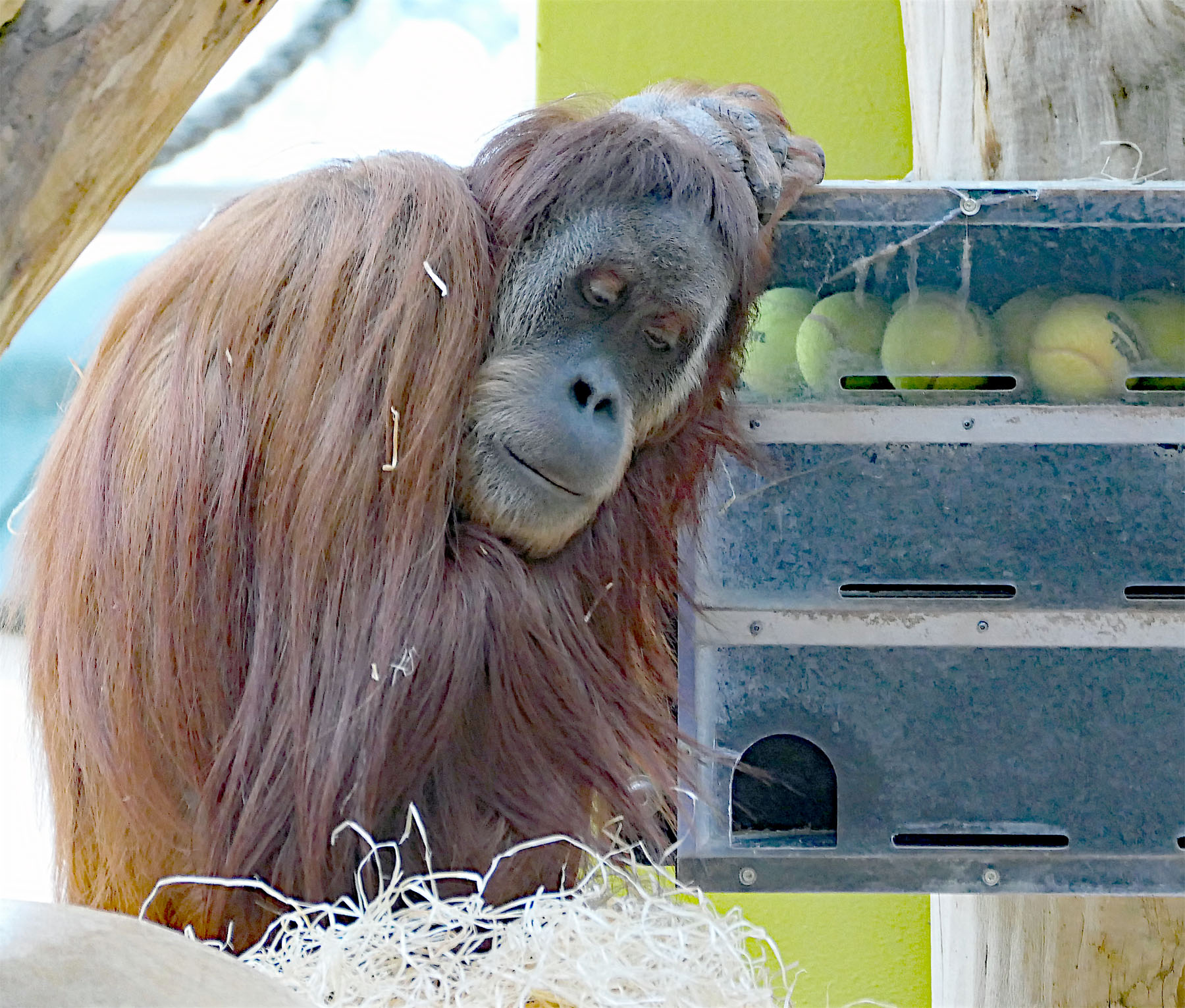 Orang-Utan