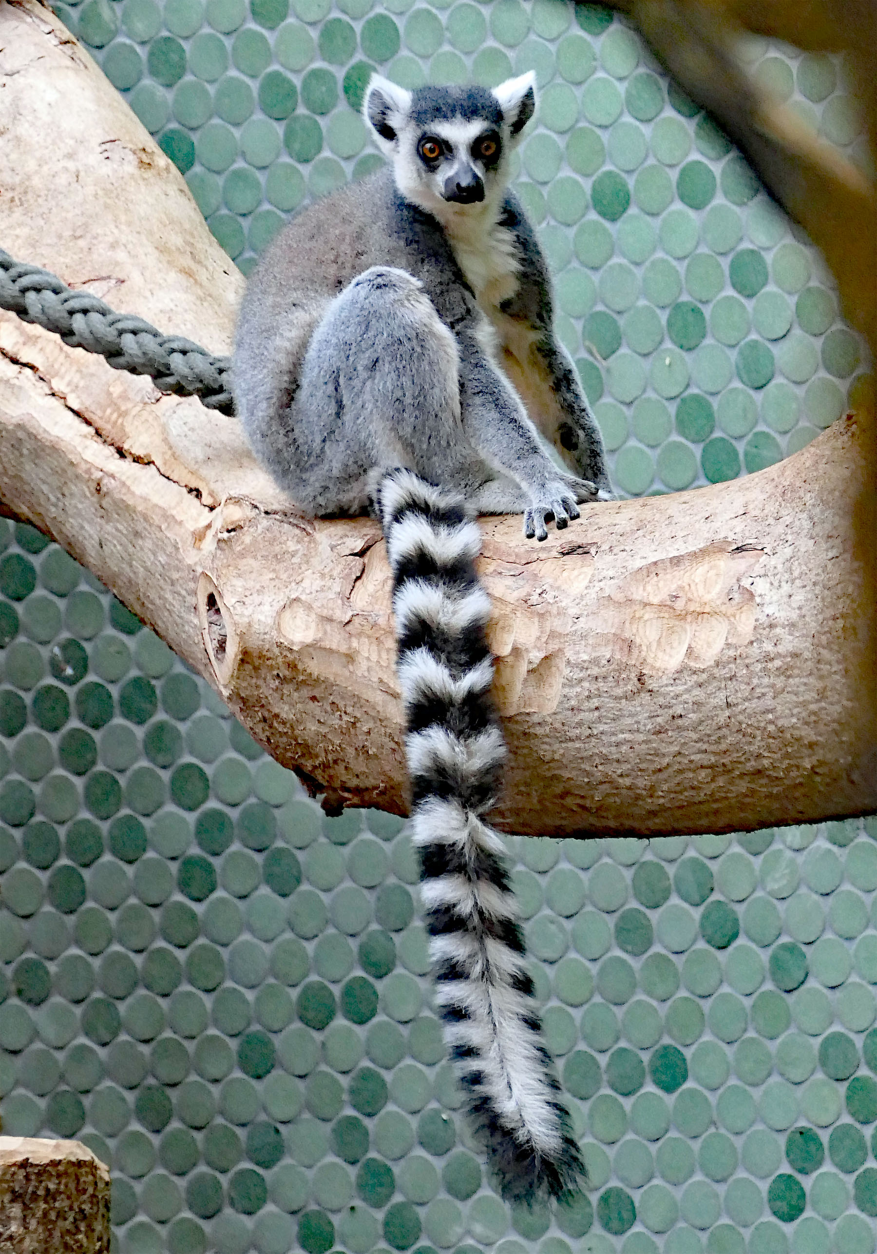 Lemur
