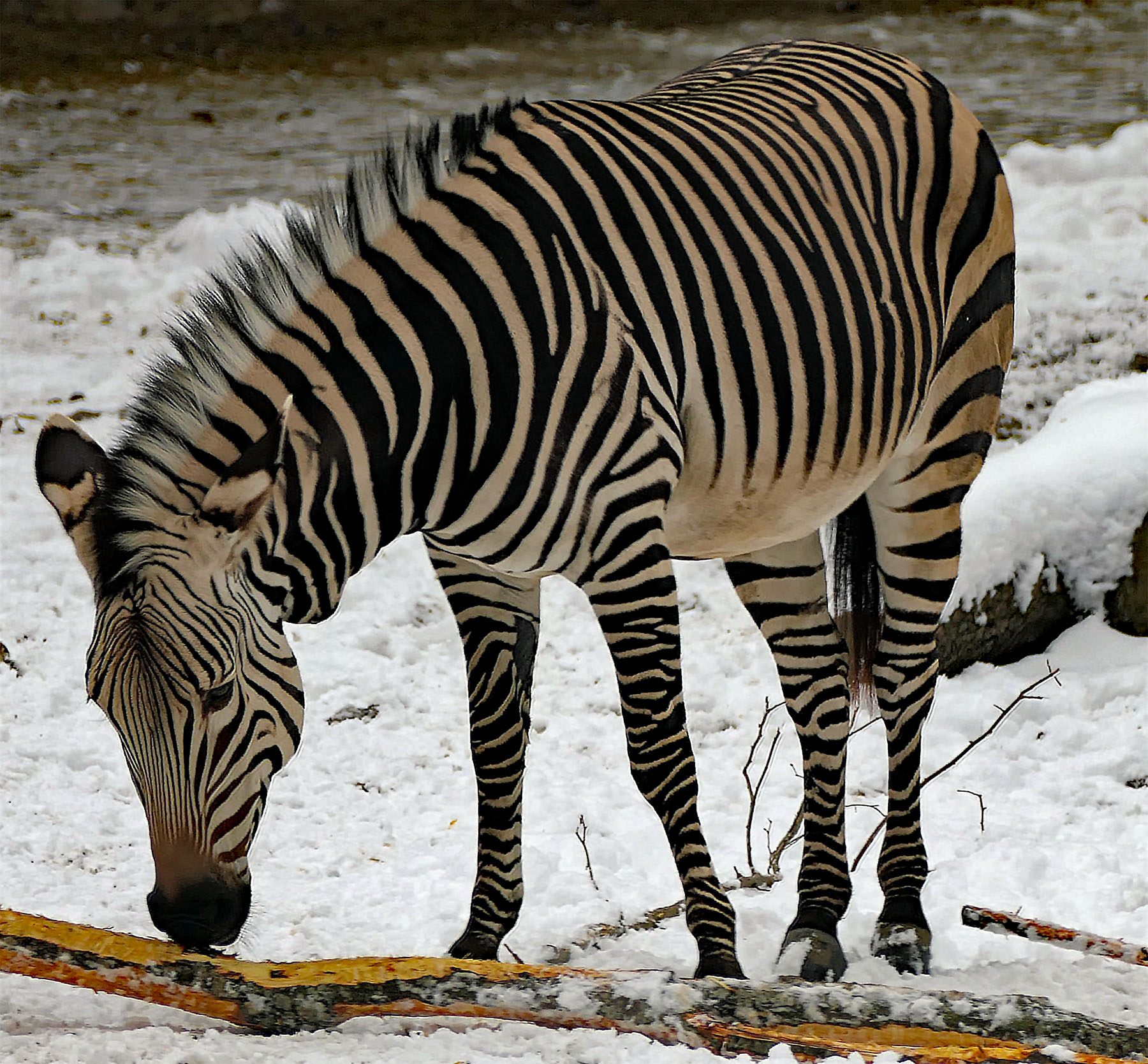 Zebra im Schnee