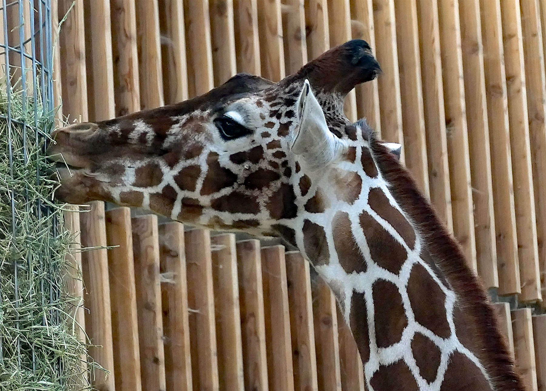 Giraffe